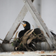 Image for article titled The Plan to Demolish SF's Old Bay Bridge Could Be Derailed By Birds